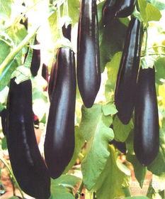 脚踝扭伤吃茄瓜